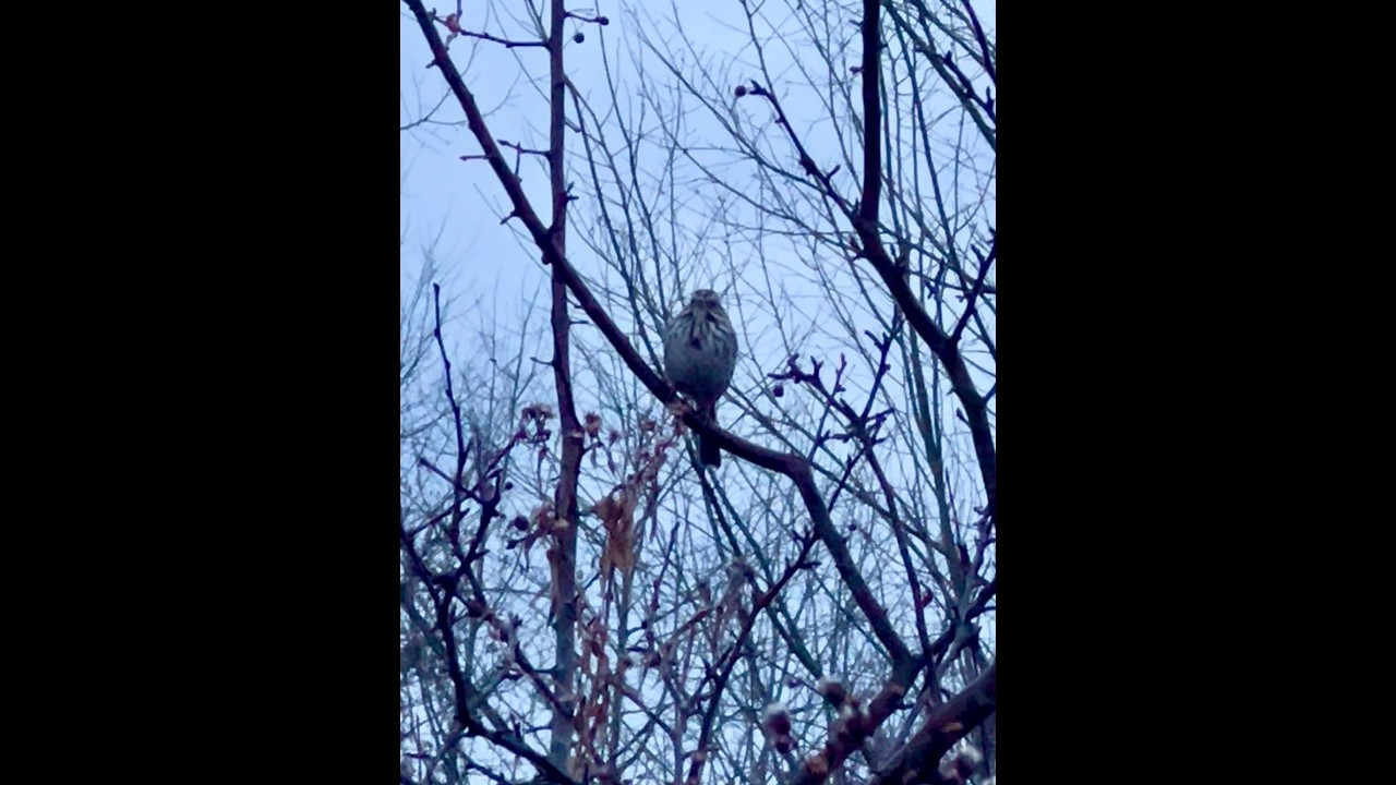 Walk With Willow 1996 A Quiet Trail Journey With My Senior Dog, No Talking + Muskrat & Song Sparrow