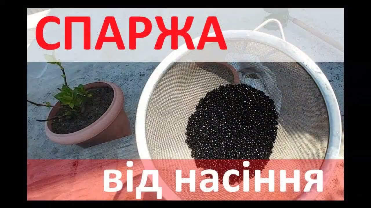 СПАРЖА ОТ СЕМЯН ДО КОРНЕЙ