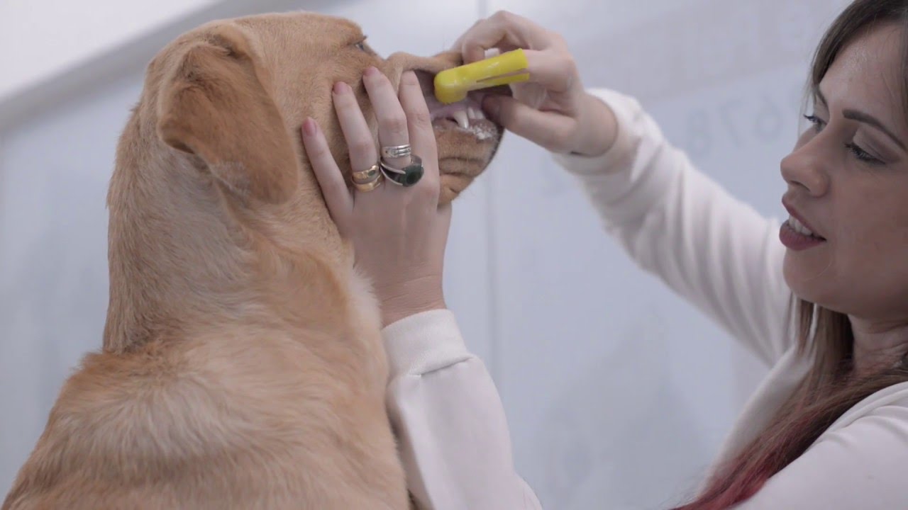 Como escovar o dente de cachorro ?