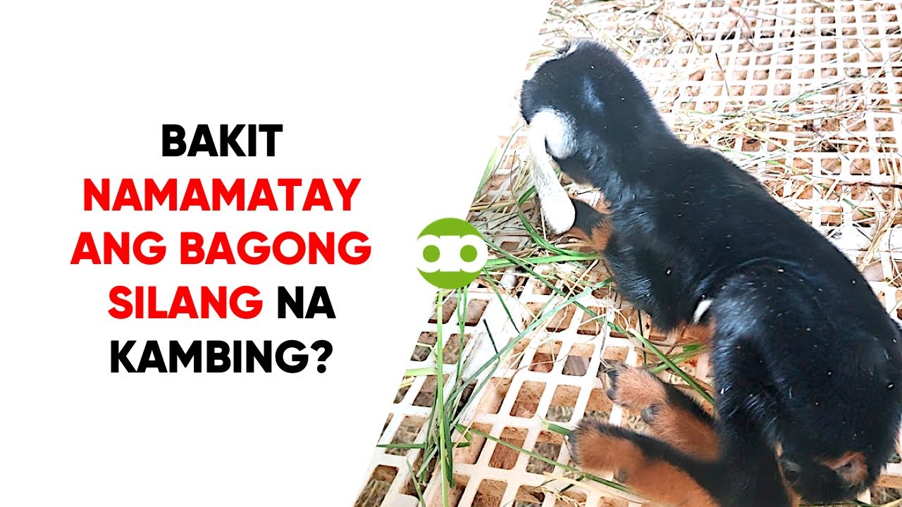 Bakit Namamatay ang Bagong Silang na Kambing?