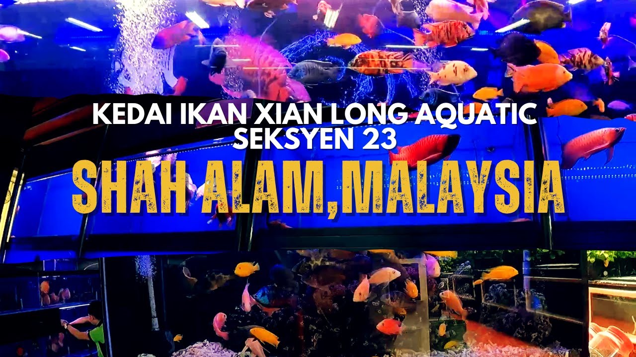 Redah Kedai Ikan Xian Long Aquatic Seksyen 23 Shah Alam Malaysia 2025 l Gudang Ikan Terbesar!!!!!