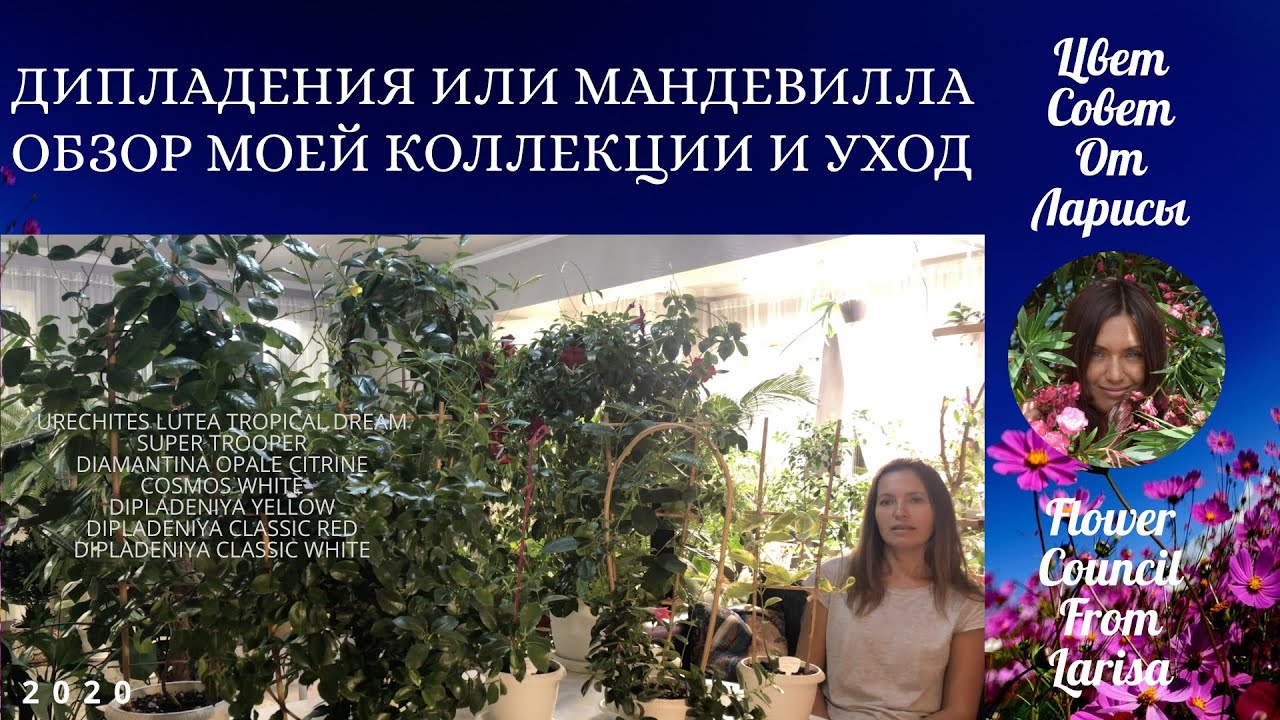 ДИПЛАДЕНИЯ ИЛИ МАНДЕВИЛЛА ОБЗОР МОЕЙ КОЛЛЕКЦИИ | ПЛЮС ОБ УХОДЕ 4К