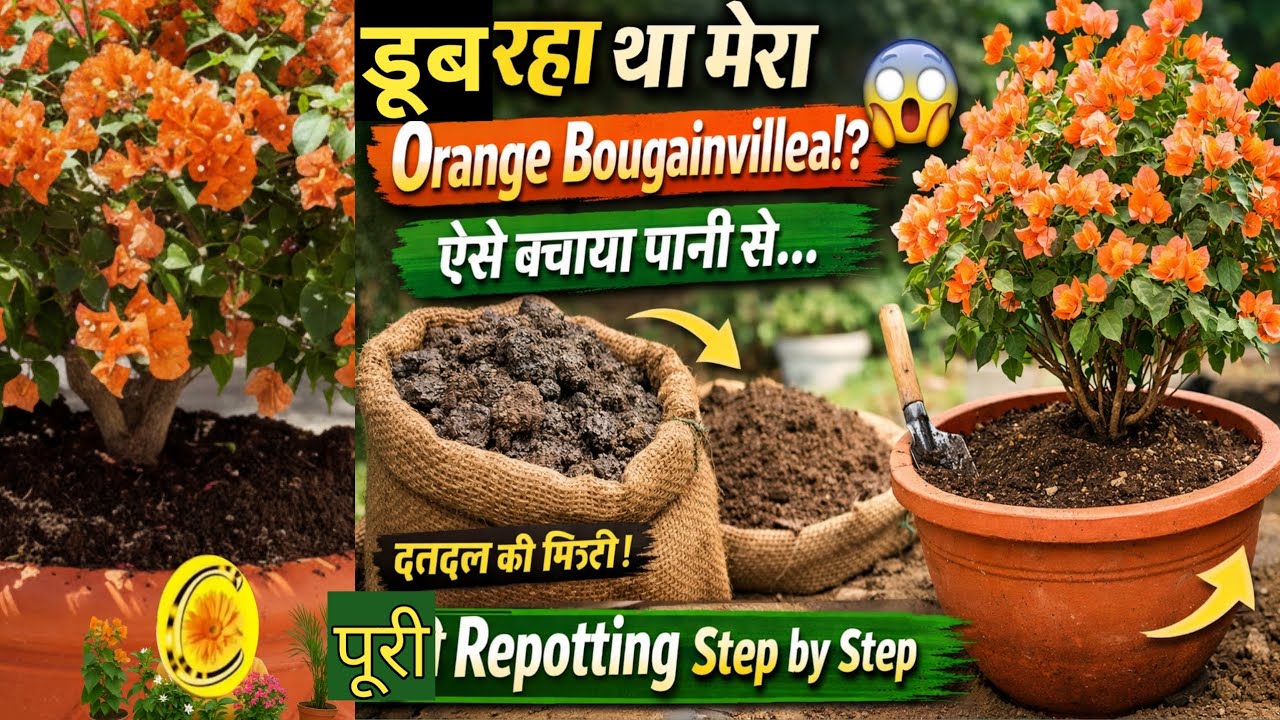 डूब रहा था मेरा Orange Bougainvillea! 😱 ऐसे बचाया पानी से… पूरी Repotting Step by Step 🌿।सही देखभाल