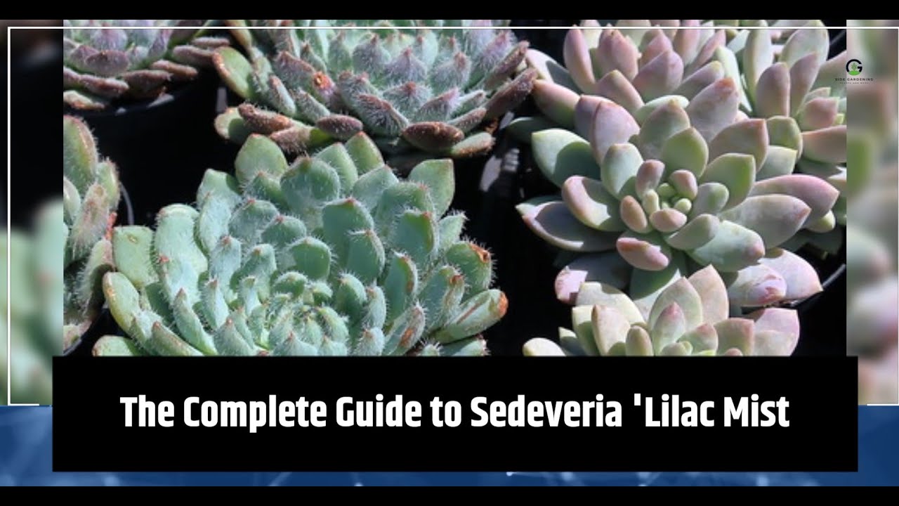 The Complete Guide to Sedeveria Lilac Mist   A Fussy Plant with a Colorful History