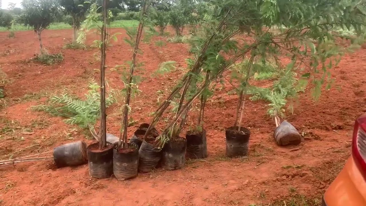Planted Tamarind plants at my farm   @ManyaAgroFarm  #Tamarind