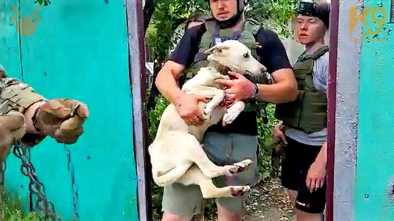 USA Vets Go To Ukraine On Weekends To Rescue Dogs Like It's A Vacation