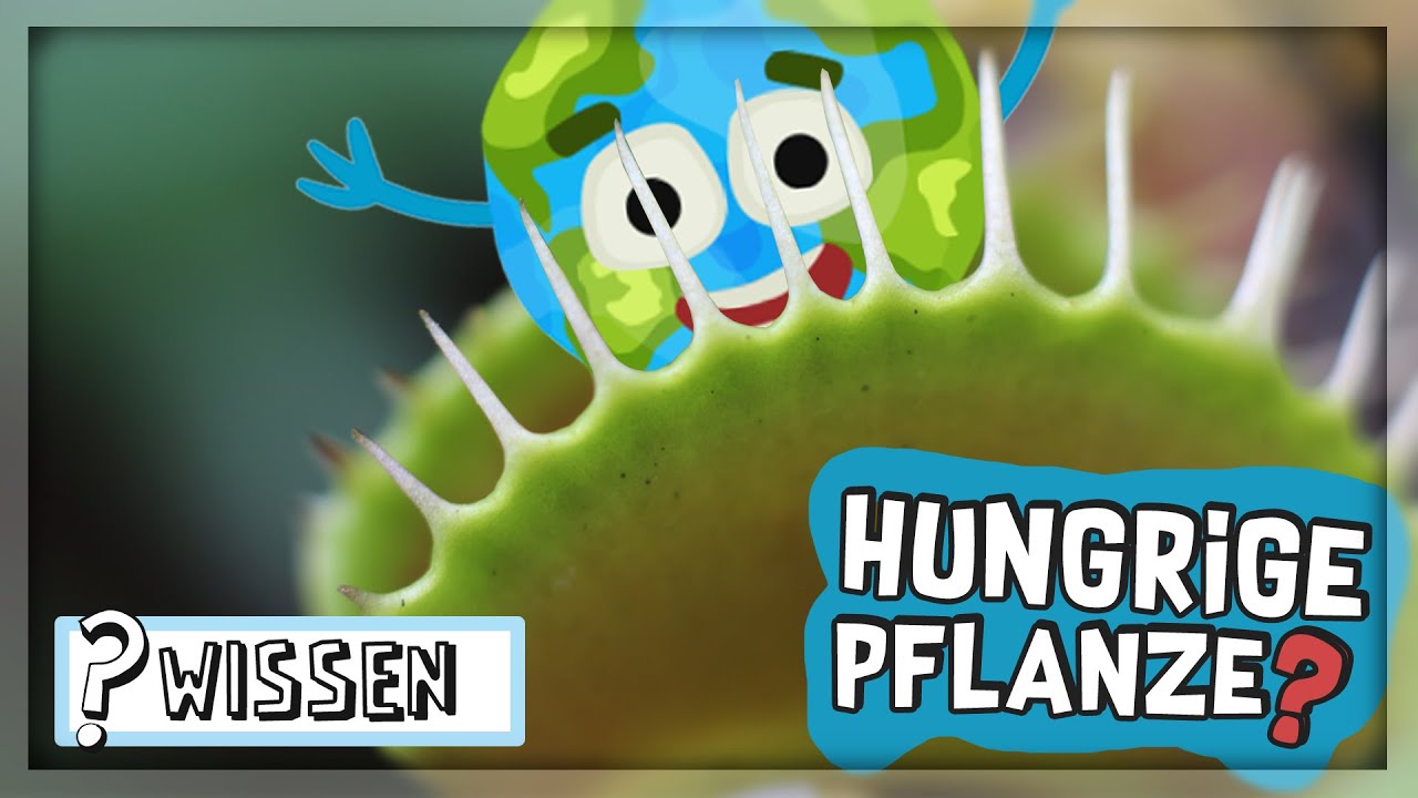 Frisst die fleischfressende Pflanze Fleisch? | WIGGI! WISSEN!
