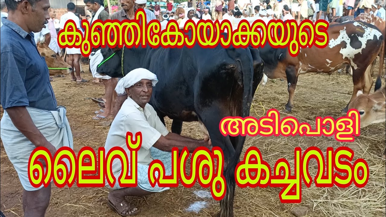 കുഞ്ഞികോയാക്കയുടെ അടിപൊളി ലൈവ് കച്ചവടം-കന്നുകച്ചവടം ഇങ്ങനെ ചെയ്യണം 🔥