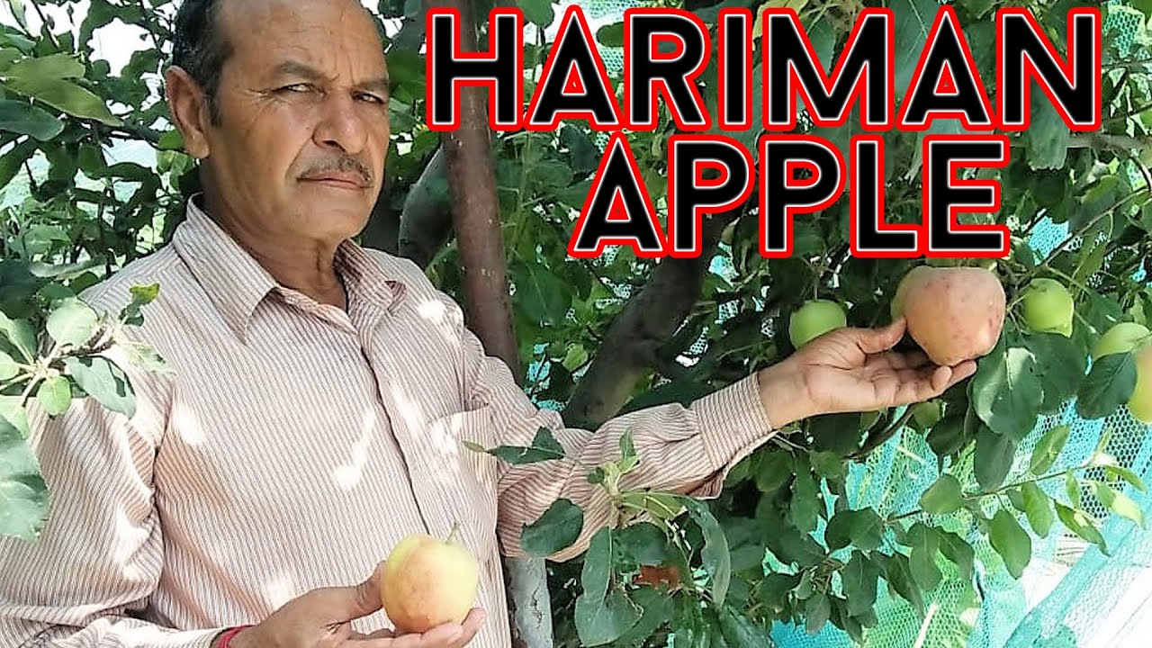 हरिमन सेब किसानो को कर देगा मालामाल | Hrmn-99 apple| Nitin Yaduvanshi | Award winning film