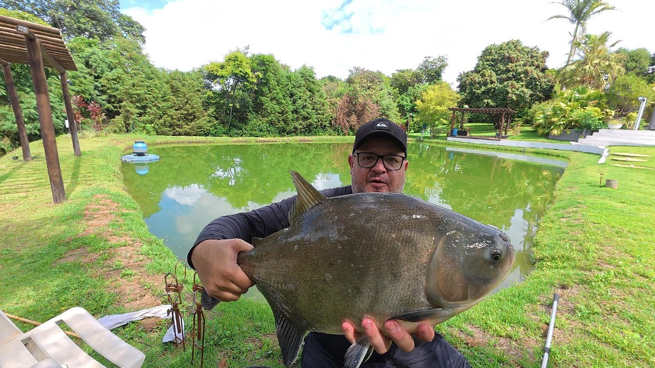 Só peixe bruto na vara de bambu - pescaria raiz