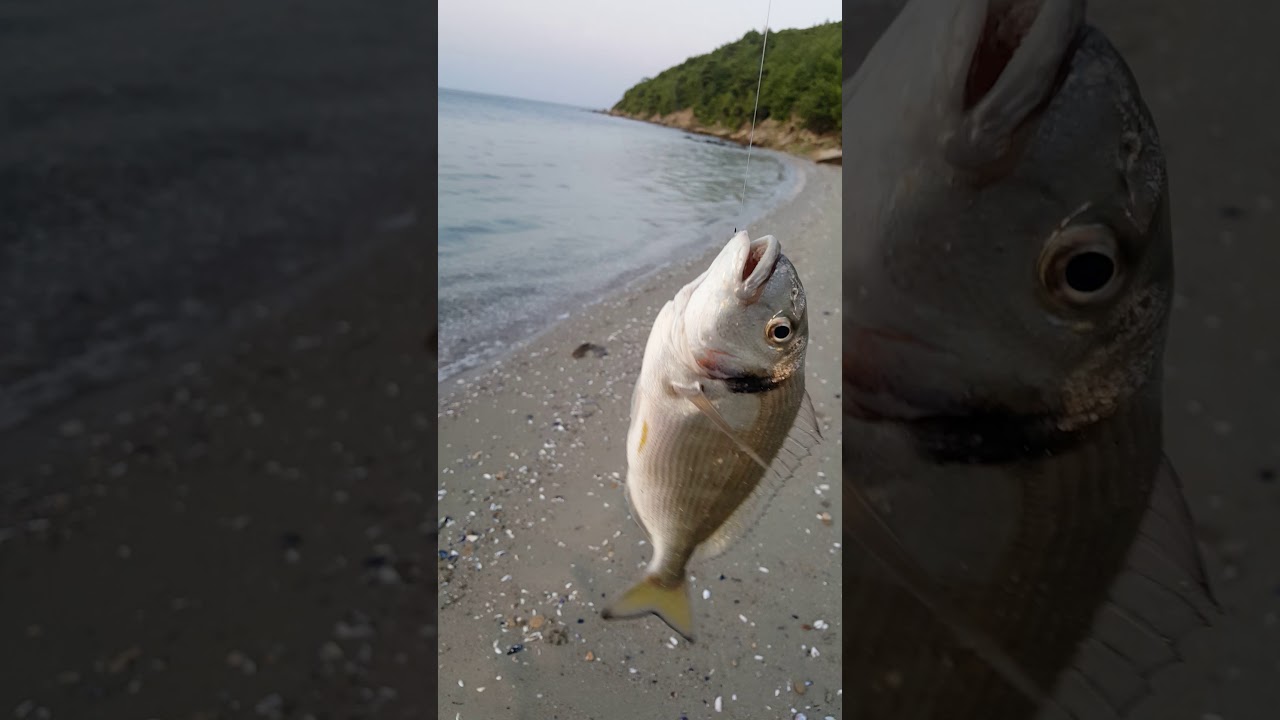 &ccedil;upra sabah suyunda  kabuklu midye yem ile