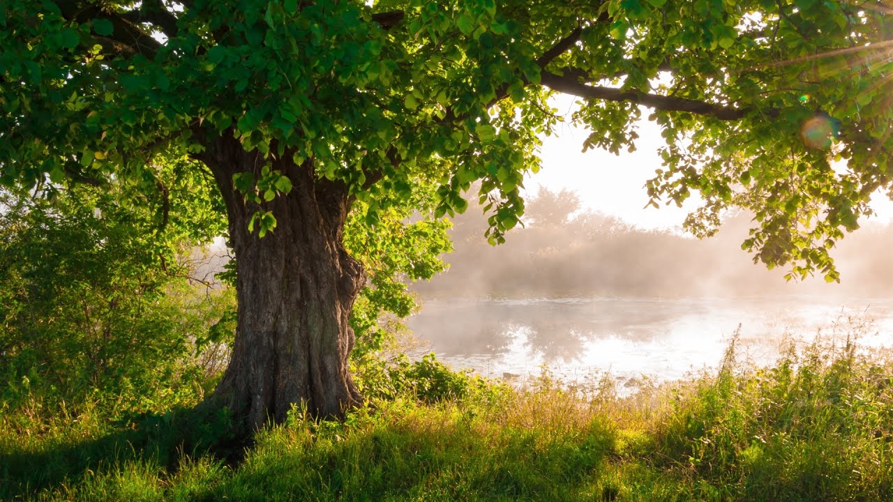 Beautiful Piano Music - Relaxing Music, Study Music, Stress Relief, Sleep Music (Erin)