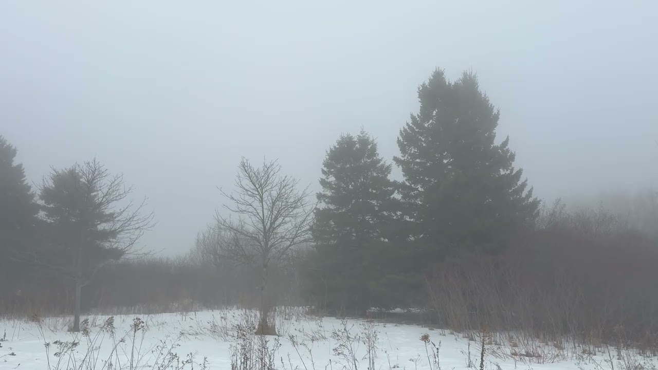 Morning Fog in the Forest