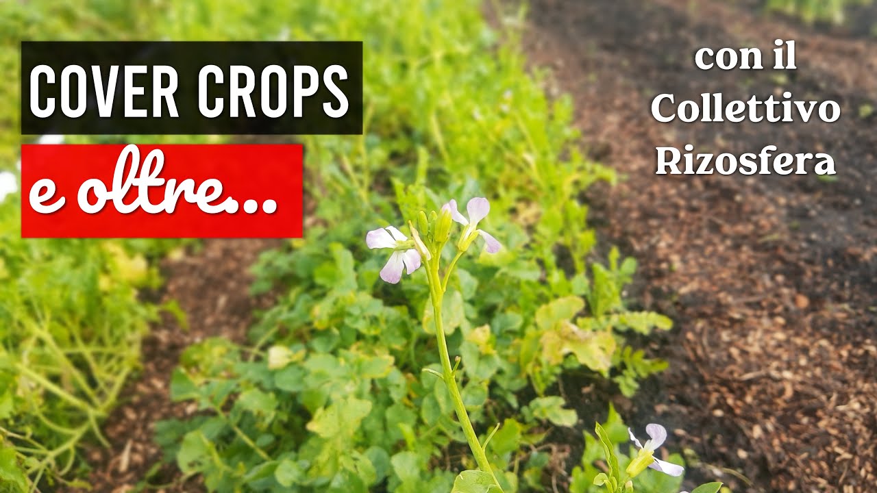 L'utilizzo di Cover Crops nei sistemi Rigenerativi