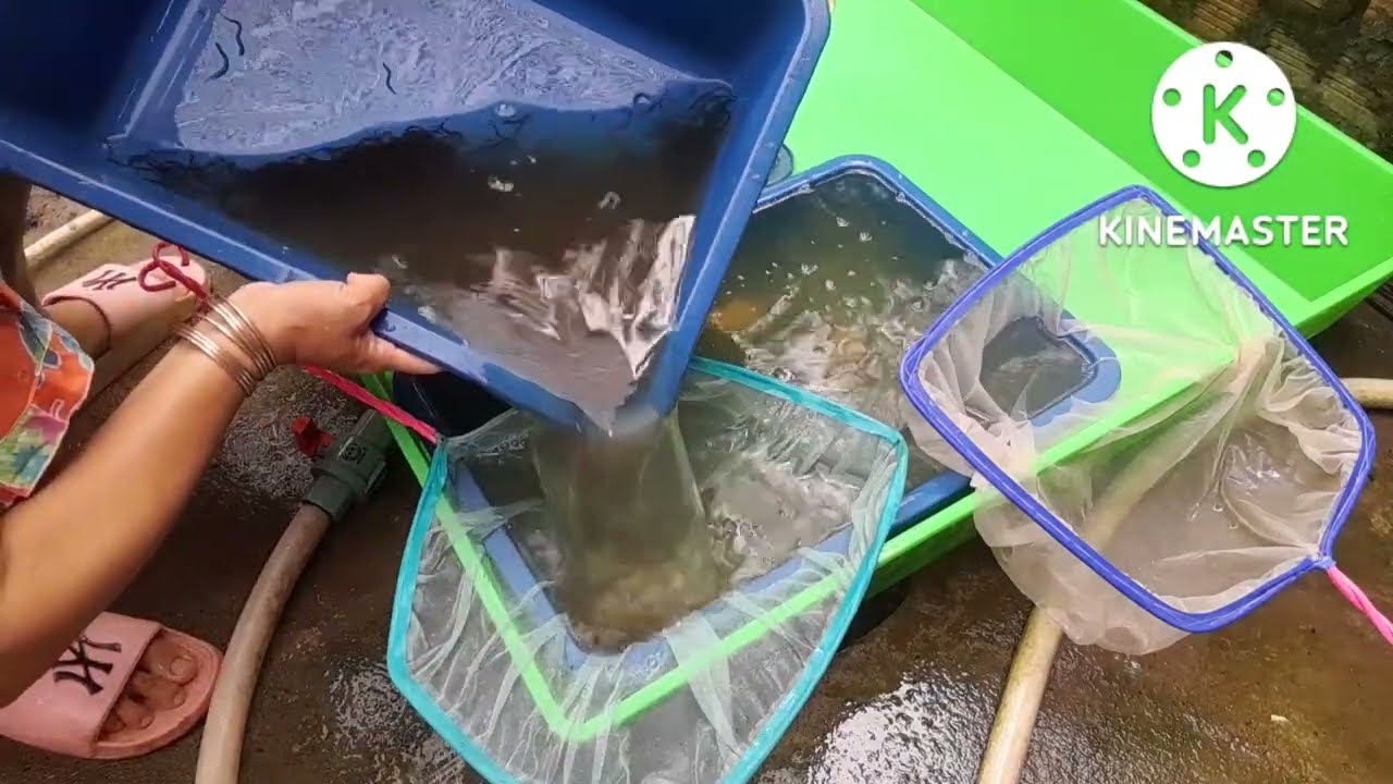 Tắm Lươn Non Và Lươn Biết Ăn .Chia Sẽ Cách Thay Nước ,Hàng Ngày Cho Bạn Mới Nuôi Lươn ..