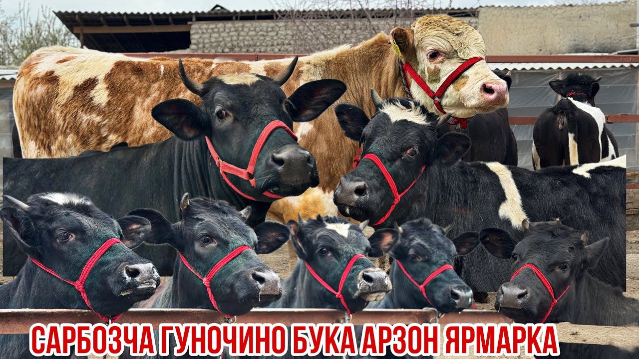 Лайк хайрон камбизоат ба Сарбозча нархои идона 19 марта 2026 г.