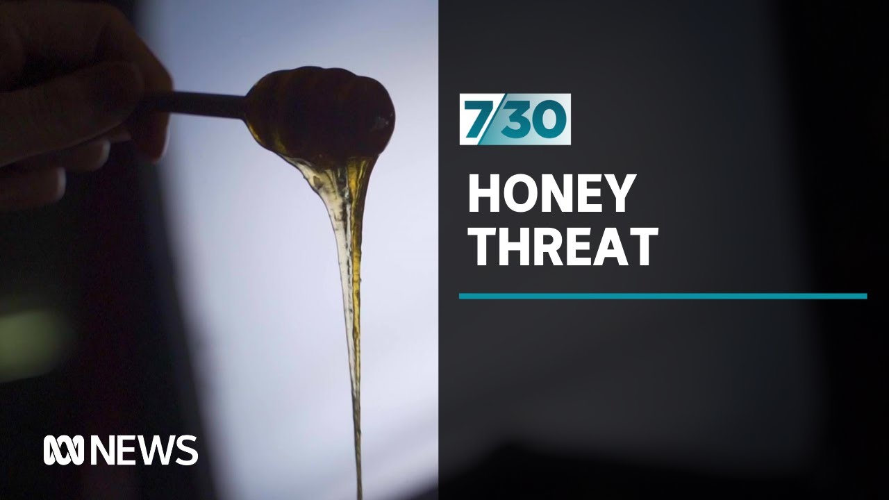 Tasmania's leatherwood honey under threat | 7.30