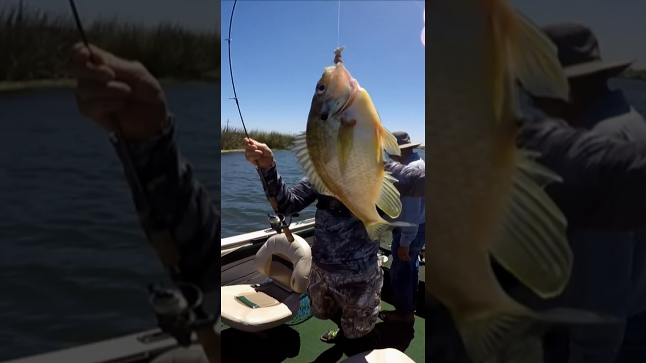 STRIPER BAIT for CA Delta 
