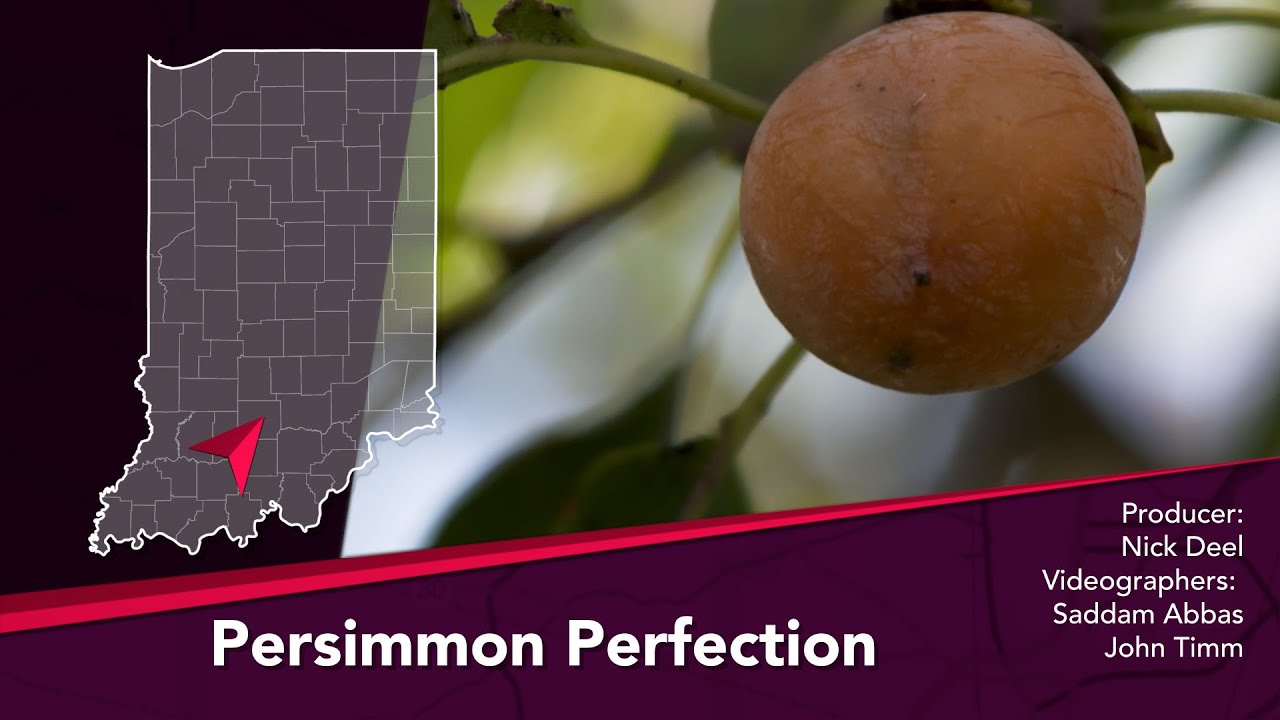 Journey Indiana - Persimmon Perfection: The Mitchell Persimmon Festival and Pudding Contest