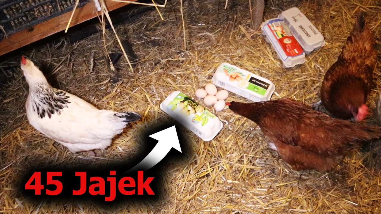 45 jajek dziennie !!! *Kura bez dzioba pomaga zbierać jajka*