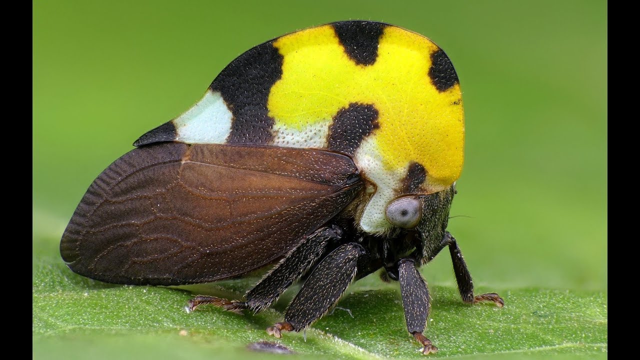 Colorful Treehopper from Ecuador