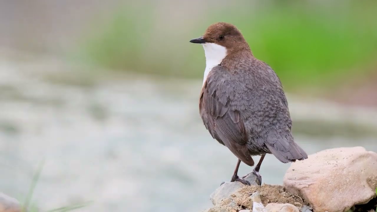 Derekuşu - White-throated Dipper - Cinclus cinclus Fujifilm XF 500mm f5.6 lens + X-H2S