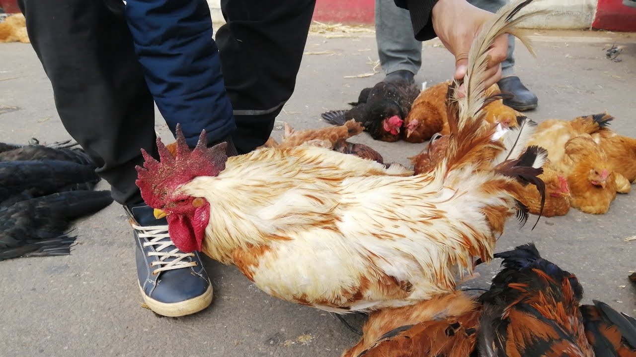 حصريا من سوق الثلاثاء الغنميين إقليم برشيد اتمنة الدجاج البلدي وبيبي وبيض وحمام والارانب وبط