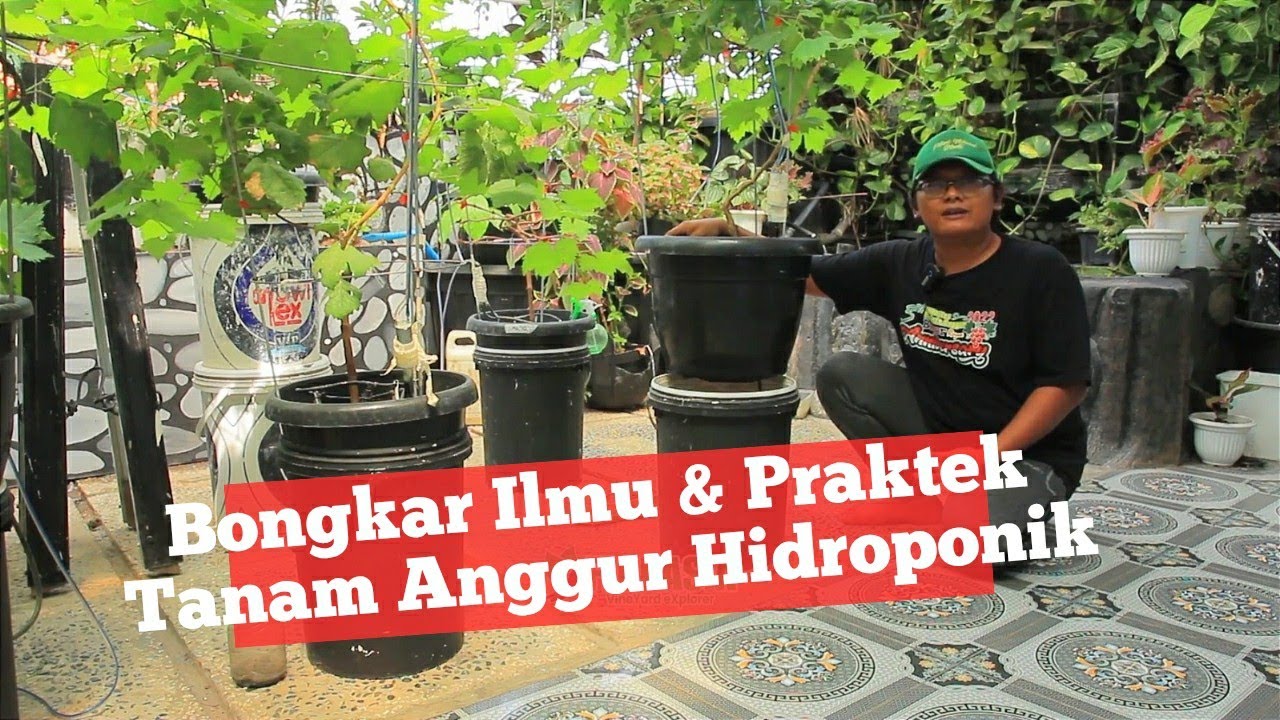 Bongkar Ilmu & Praktek Tanam Anggur Hidroponik