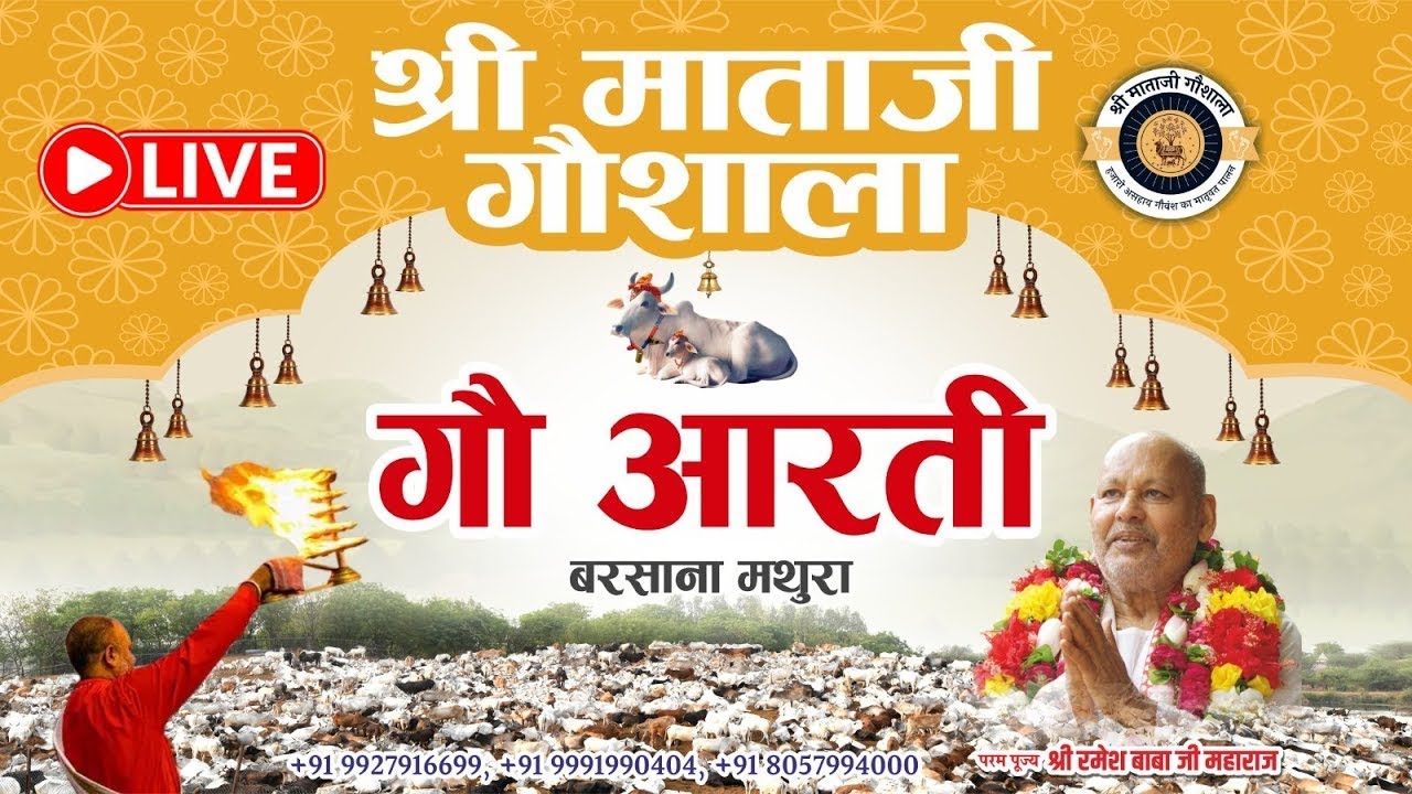 LIVE.  गौ आरती,  श्री माताजी गौशाला,  #barsana #aarti #cow