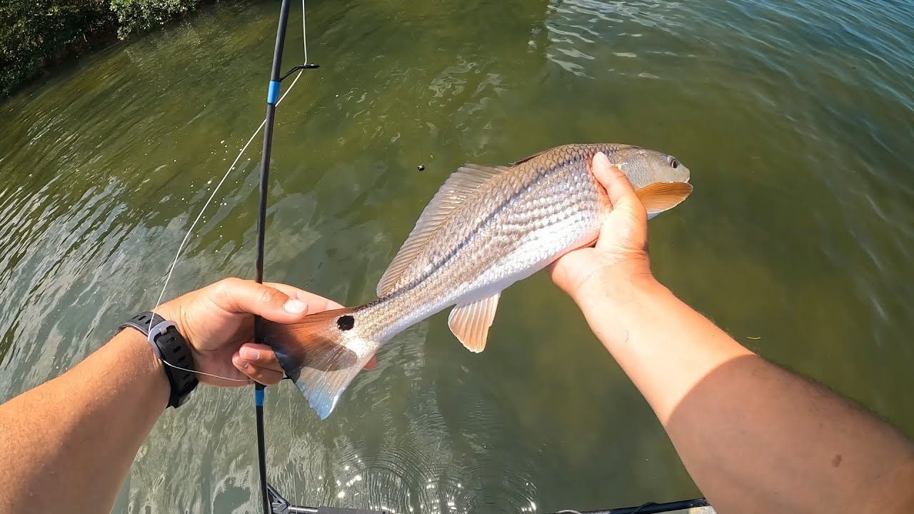 Catching Red fish on live shrimp at Cockroach Bay!