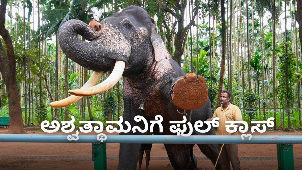 ಮುಂದಿನ ಭವಿಷ್ಯಕ್ಕಾಗಿ ಅಶ್ವತ್ಥಾಮನಿಗೆ ಈಗಿಂದಲೇ ತರಬೇತಿ | Ashwathama Elephant | Sakrebailu Elephant Camp