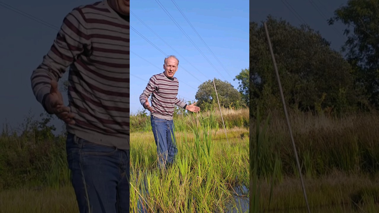 Bullrushes seeding themselves excessively #nativeplants #explore #ponds #permaculture #adventure