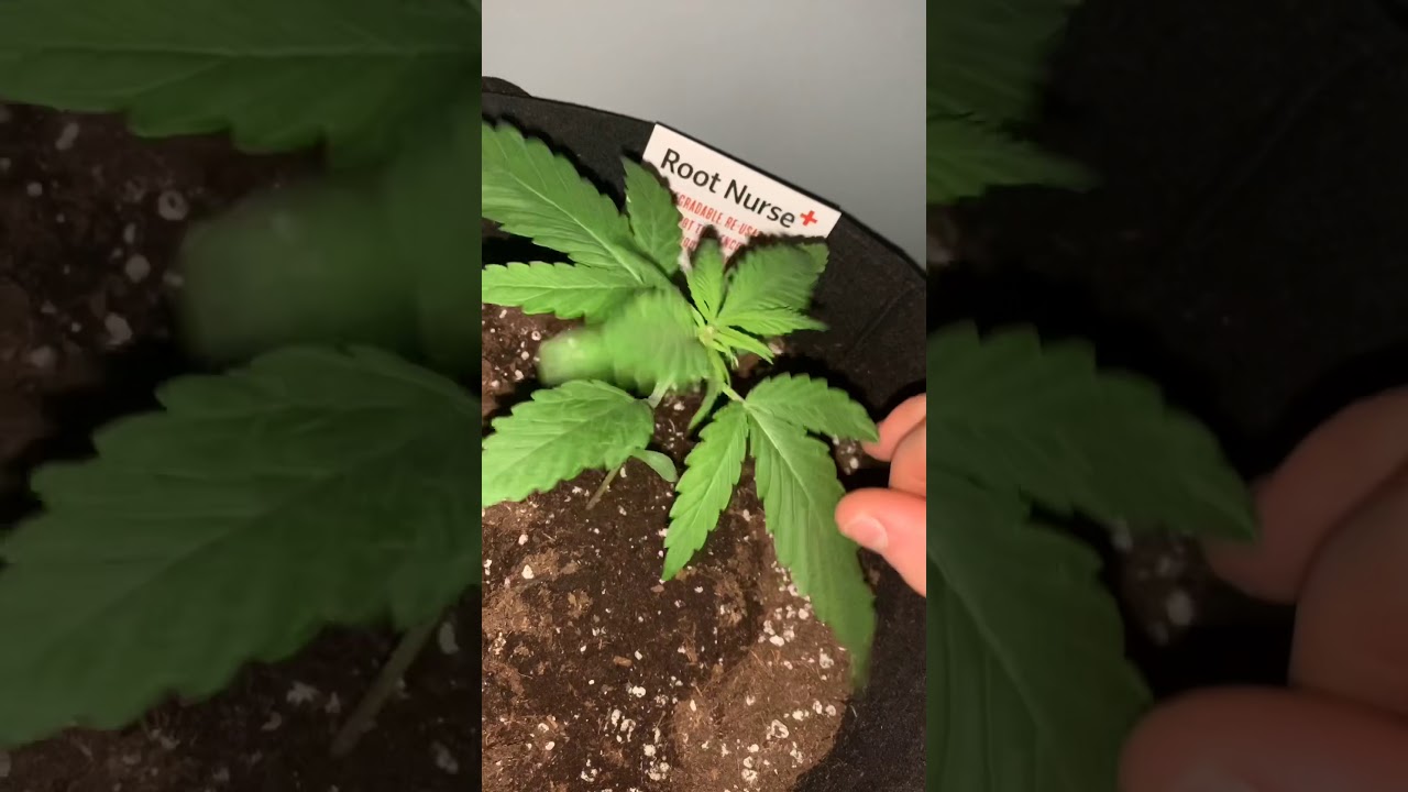 Nepalese landrace looking good