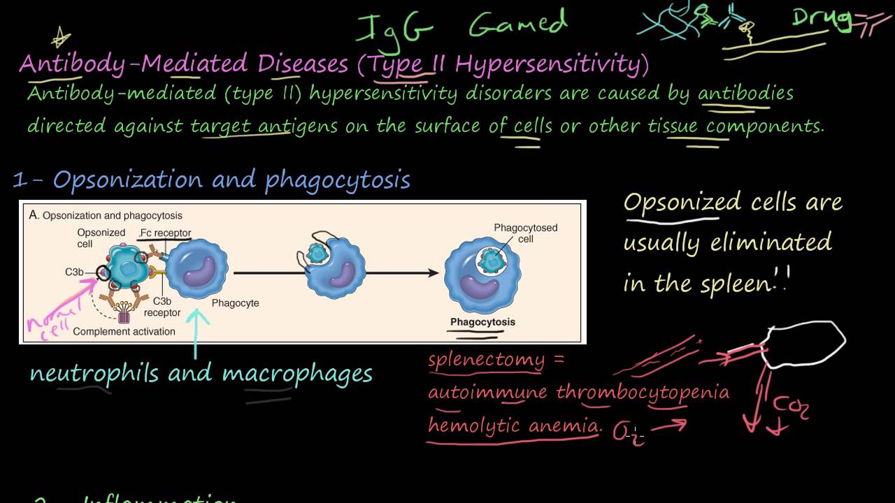 77P - Antibody-Mediated Diseases, Type II Hypersensitivity