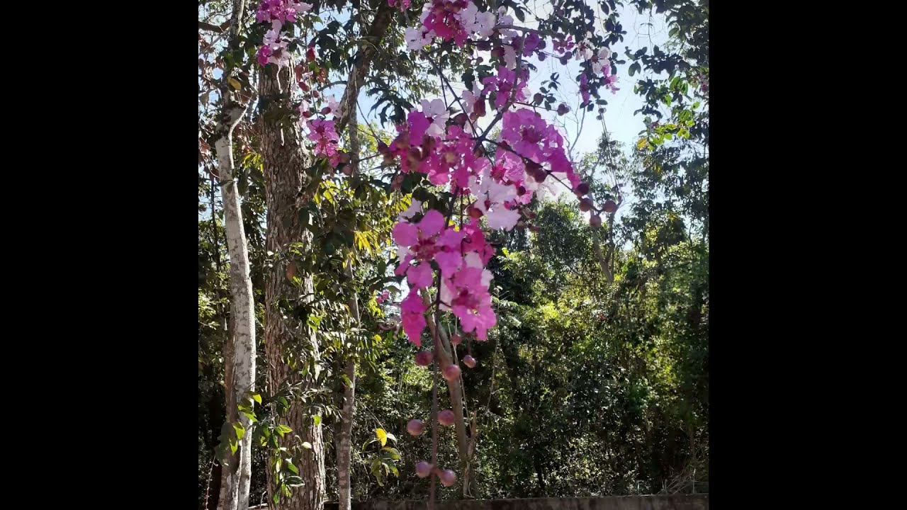 Ando Devargar🎵... Belas Fotos da natureza e aves do Mato Grosso🤩🥰🎶