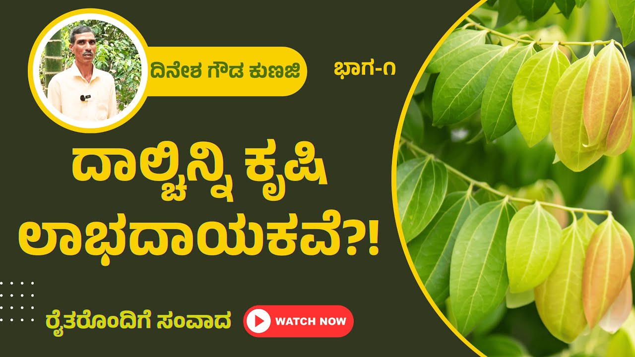ದಾಲ್ಚಿನ್ನಿ ಕೃಷಿ ನಿಜವಾಗಿಯೂ ಲಾಭದಾಯಕವೇ? | Is Cinnamon Farming really Profitable?