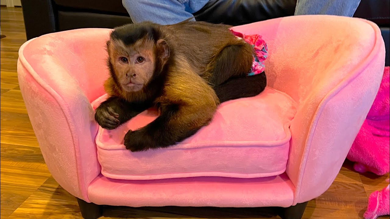 Monkey's New Pink Couch!
