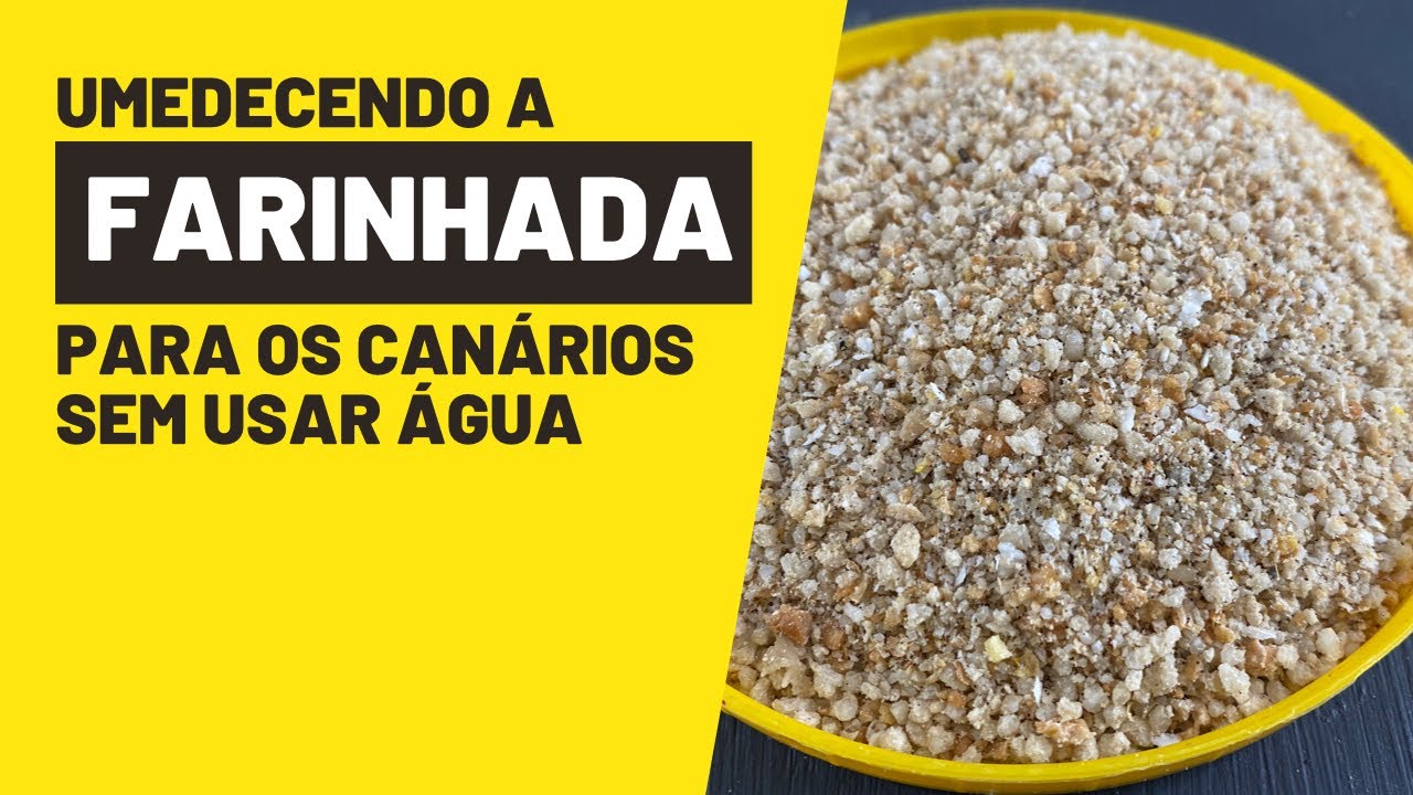 UMEDECENDO A FARINHADA PARA OS CANÁRIOS SEM USAR ÁGUA