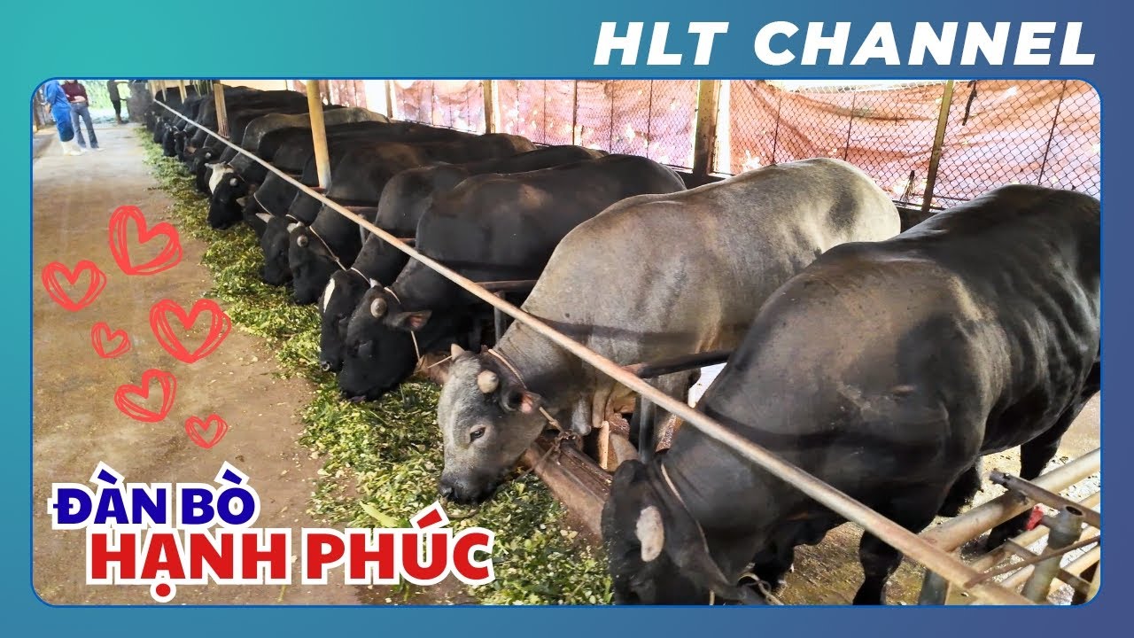Bà Chủ Chia Sẻ Kinh Nghiệm Nuôi Bò BBB Siêu Đẹp | Đàn Bò Hạnh Phúc!!!