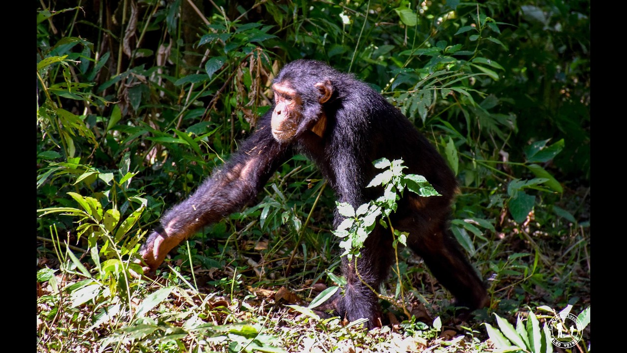 Les chimpanzés de Kyambura en Ouganda
