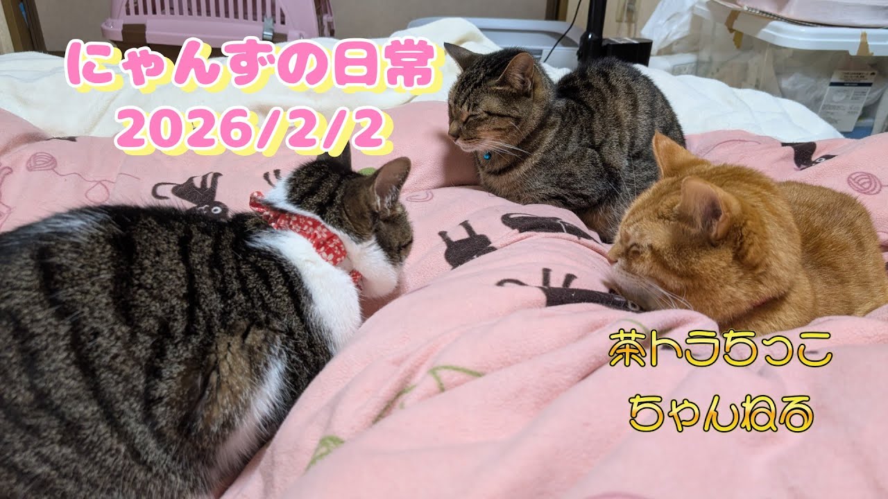 にゃんずの日常＃猫＃猫好きさんと繋がりたい＃保護猫出身＃猫のいる暮らし＃猫のいる生活＃癒し＃cat＃cute＃cutecat＃बिल्ली＃Gatto＃Kedi＃고양이