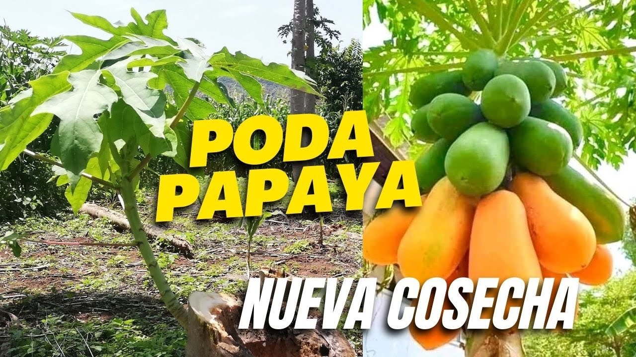 Cómo Tener Planta de PAPAYA ENANA COSECHANDO | Podar una Planta de Papaya