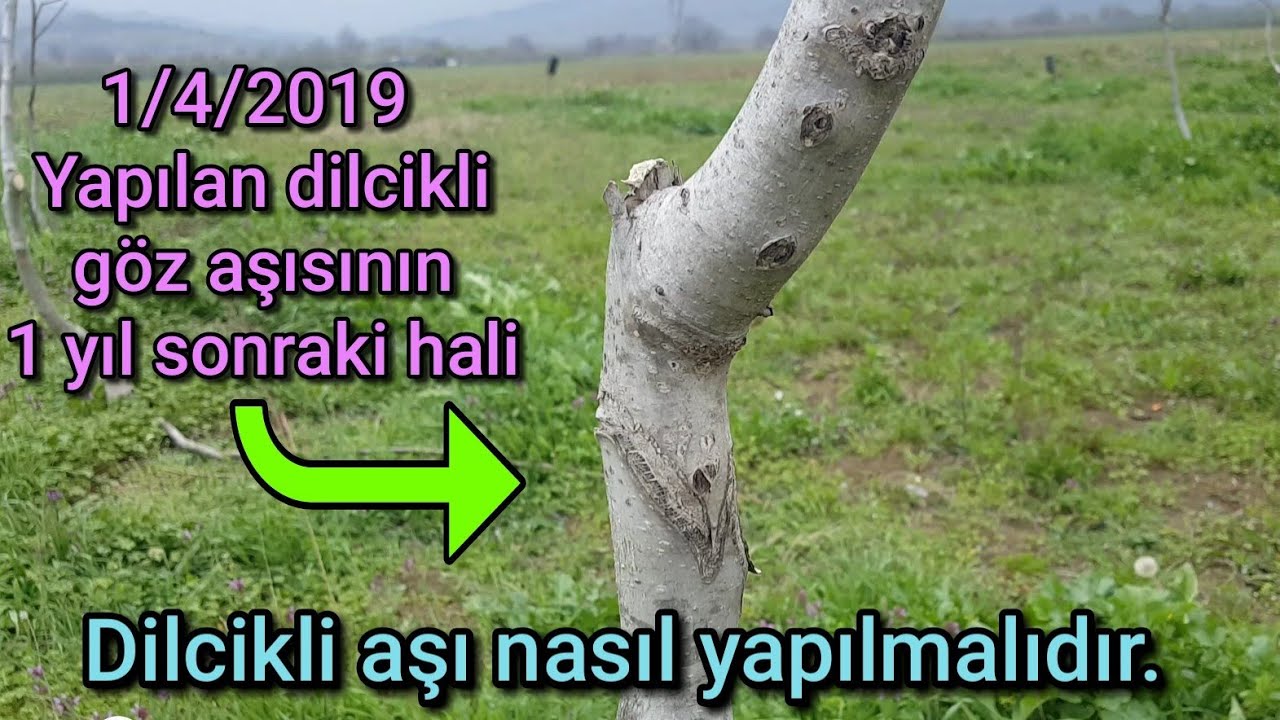 Cevize Dilcikli Kalem Aşı Nasıl yapılır?