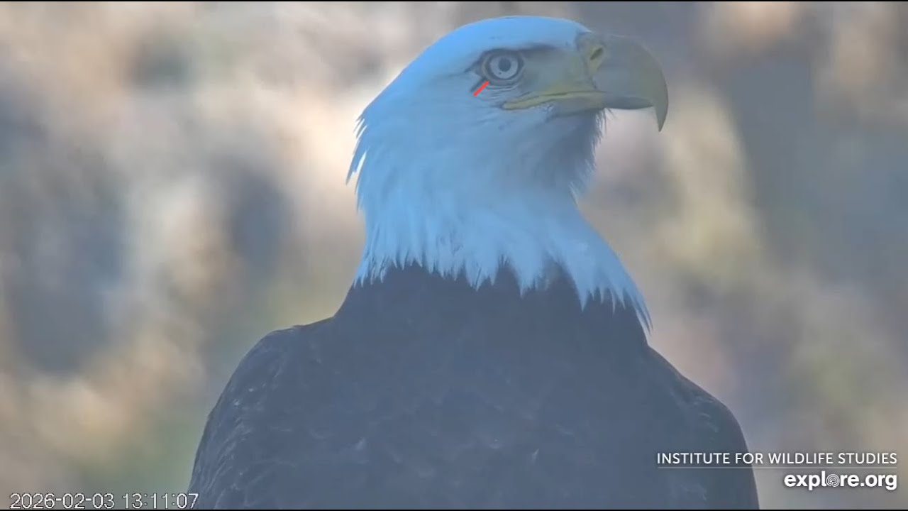 West End Cam.  Male eagle close up. 02.03.2026. Explore.org