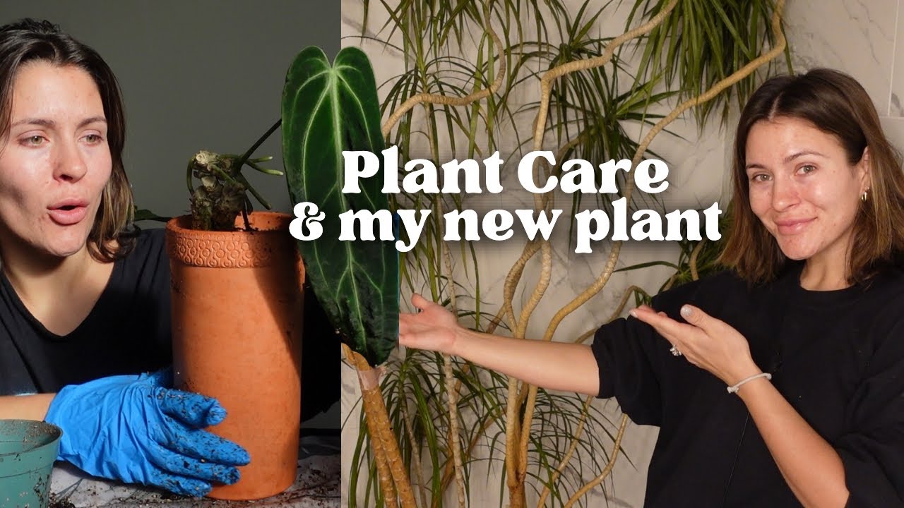 A day of plant care, repotting, & my giant new plant (:
