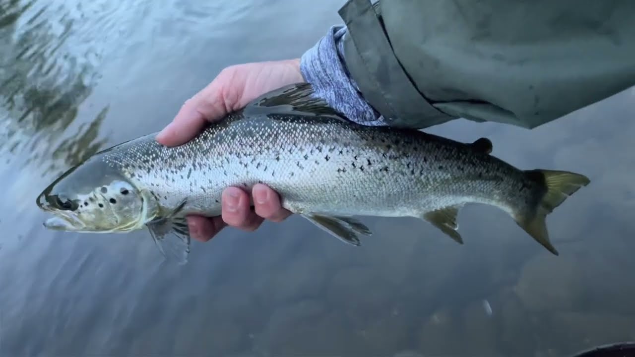 Fishing the Rapid River in Maine | #fishing #fish #river