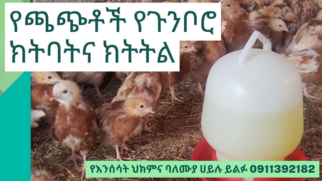 የጫጭቶች የጉንቦሮ ክትባትና ክትትል