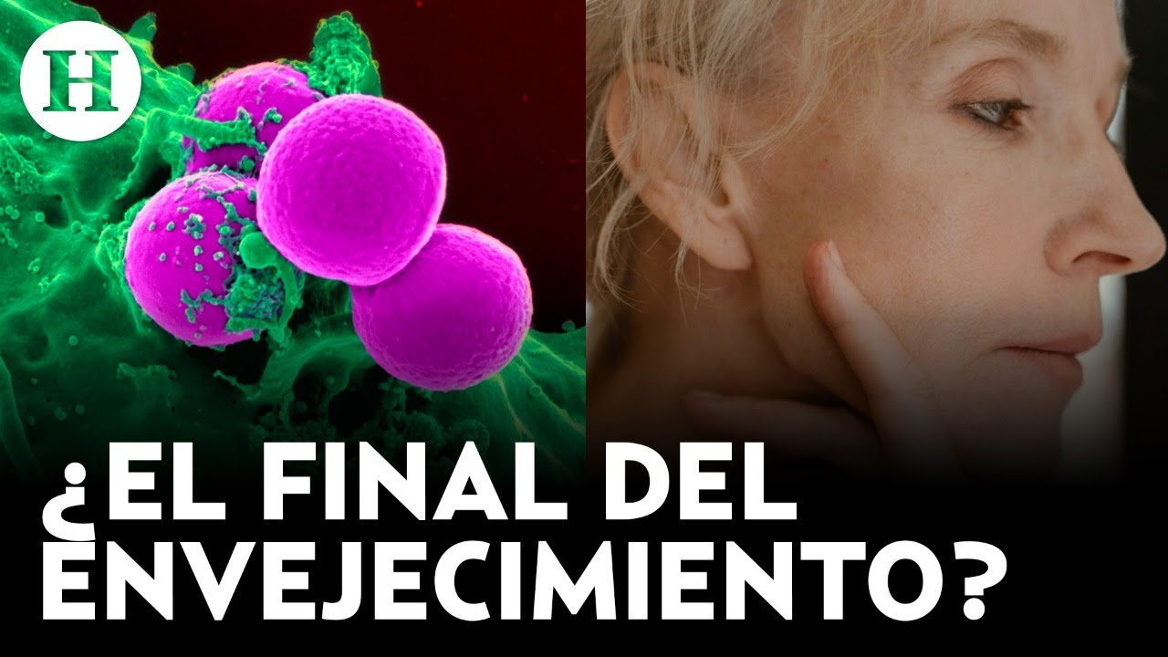 ¡La cura del futuro! Células madre mesenquimales capaces de regenerar tejidos ¿Qué son?