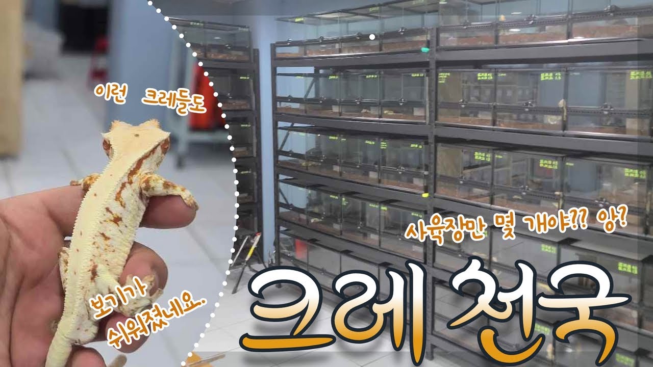 3백..? 4백이였나...크레스티드 게코 브리딩그룹만 몇마리 인가요? 크레천국에 다녀왔습니다