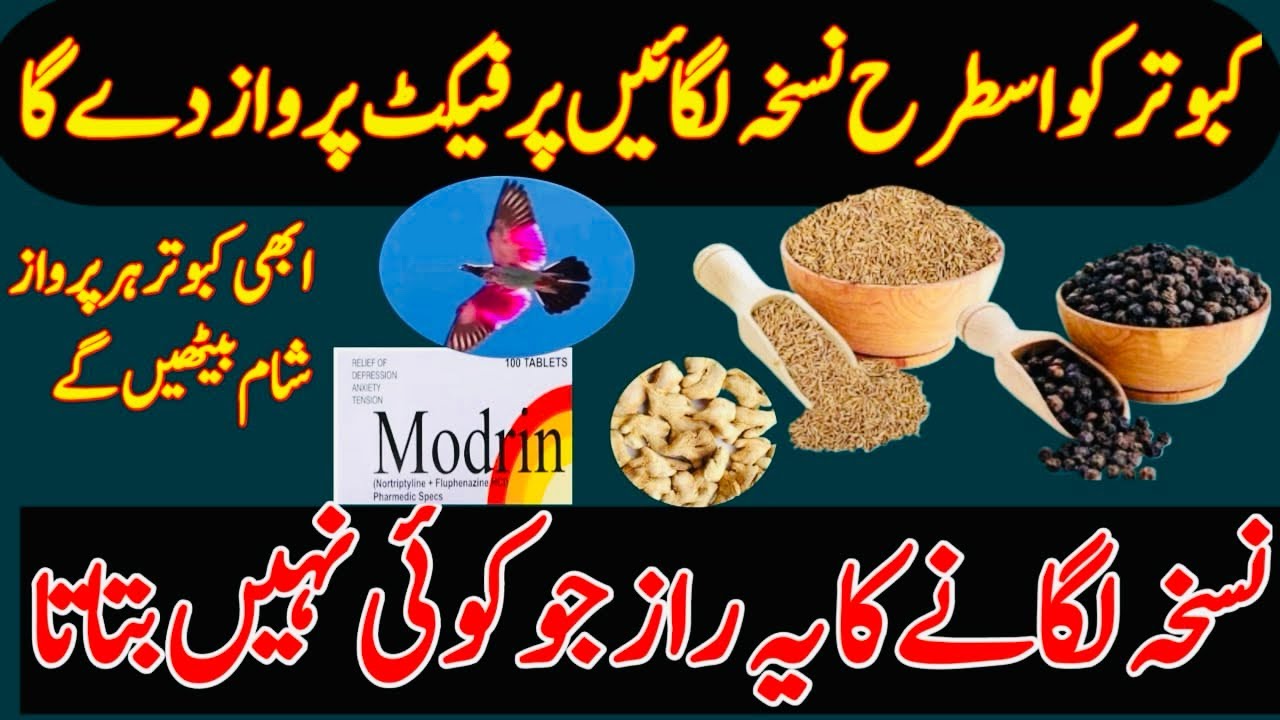 KABOOTAR KO NUSKHA IS TARHA LGAIN PARFECT PARWAZ DE GA 
